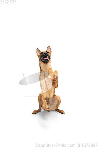 Image of Young Belgian Shepherd Malinois is posing. Cute doggy or pet is playing, running and looking happy isolated on white background.