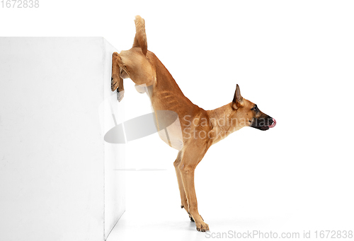 Image of Young Belgian Shepherd Malinois is posing. Cute doggy or pet is playing, running and looking happy isolated on white background.