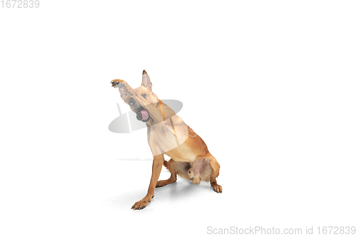 Image of Young Belgian Shepherd Malinois is posing. Cute doggy or pet is playing, running and looking happy isolated on white background.