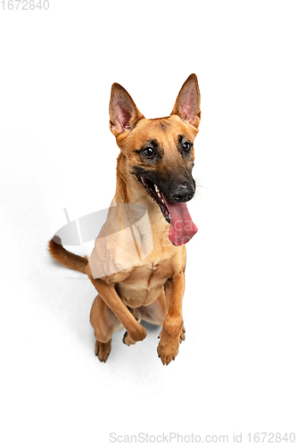 Image of Young Belgian Shepherd Malinois is posing. Cute doggy or pet is playing, running and looking happy isolated on white background.