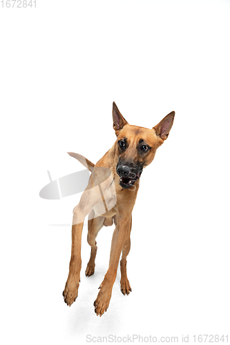 Image of Young Belgian Shepherd Malinois is posing. Cute doggy or pet is playing, running and looking happy isolated on white background.