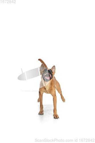 Image of Young Belgian Shepherd Malinois is posing. Cute doggy or pet is playing, running and looking happy isolated on white background.