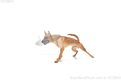 Image of Young Belgian Shepherd Malinois is posing. Cute doggy or pet is playing, running and looking happy isolated on white background.