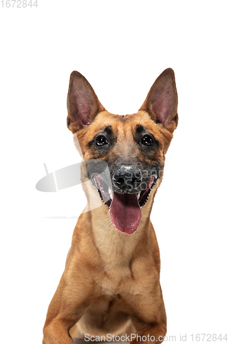 Image of Young Belgian Shepherd Malinois is posing. Cute doggy or pet is playing, running and looking happy isolated on white background.