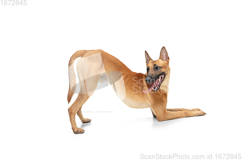 Image of Young Belgian Shepherd Malinois is posing. Cute doggy or pet is playing, running and looking happy isolated on white background.