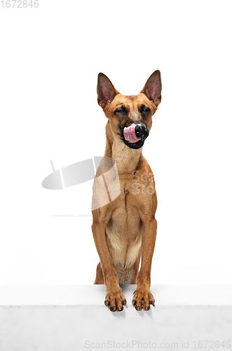 Image of Young Belgian Shepherd Malinois is posing. Cute doggy or pet is playing, running and looking happy isolated on white background.