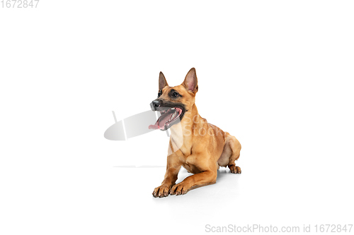 Image of Young Belgian Shepherd Malinois is posing. Cute doggy or pet is playing, running and looking happy isolated on white background.