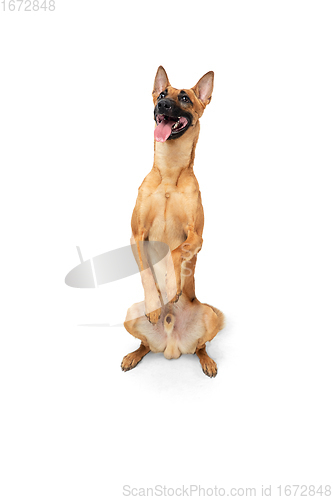 Image of Young Belgian Shepherd Malinois is posing. Cute doggy or pet is playing, running and looking happy isolated on white background.