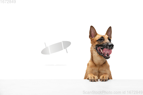 Image of Young Belgian Shepherd Malinois is posing. Cute doggy or pet is playing, running and looking happy isolated on white background.