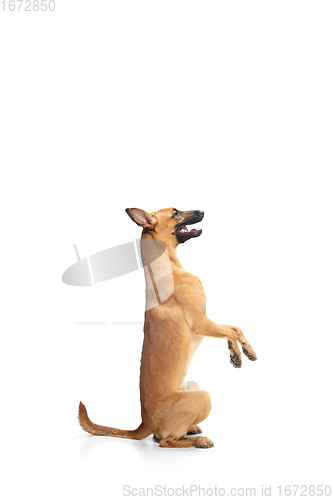 Image of Young Belgian Shepherd Malinois is posing. Cute doggy or pet is playing, running and looking happy isolated on white background.