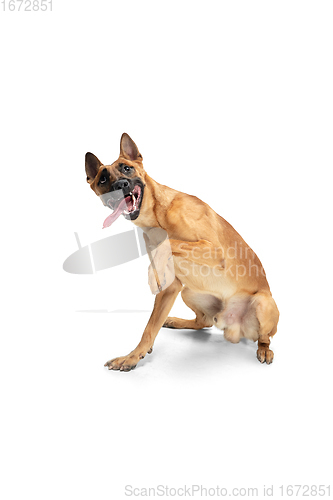 Image of Young Belgian Shepherd Malinois is posing. Cute doggy or pet is playing, running and looking happy isolated on white background.