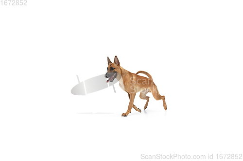 Image of Young Belgian Shepherd Malinois is posing. Cute doggy or pet is playing, running and looking happy isolated on white background.