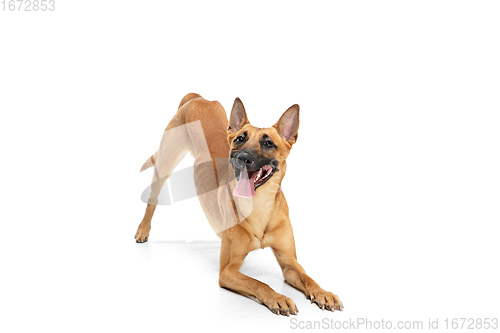 Image of Young Belgian Shepherd Malinois is posing. Cute doggy or pet is playing, running and looking happy isolated on white background.