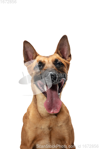 Image of Young Belgian Shepherd Malinois is posing. Cute doggy or pet is playing, running and looking happy isolated on white background.