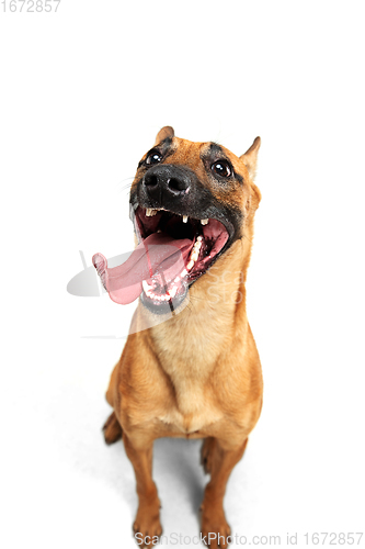 Image of Young Belgian Shepherd Malinois is posing. Cute doggy or pet is playing, running and looking happy isolated on white background.