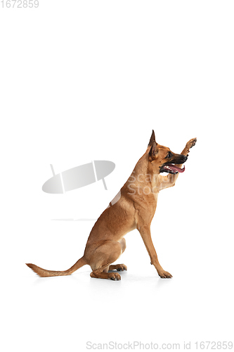 Image of Young Belgian Shepherd Malinois is posing. Cute doggy or pet is playing, running and looking happy isolated on white background.