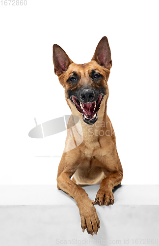 Image of Young Belgian Shepherd Malinois is posing. Cute doggy or pet is playing, running and looking happy isolated on white background.