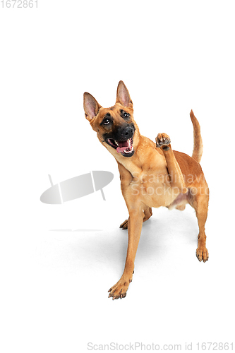 Image of Young Belgian Shepherd Malinois is posing. Cute doggy or pet is playing, running and looking happy isolated on white background.