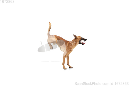 Image of Young Belgian Shepherd Malinois is posing. Cute doggy or pet is playing, running and looking happy isolated on white background.