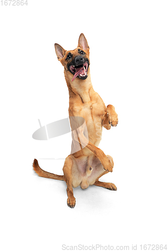 Image of Young Belgian Shepherd Malinois is posing. Cute doggy or pet is playing, running and looking happy isolated on white background.