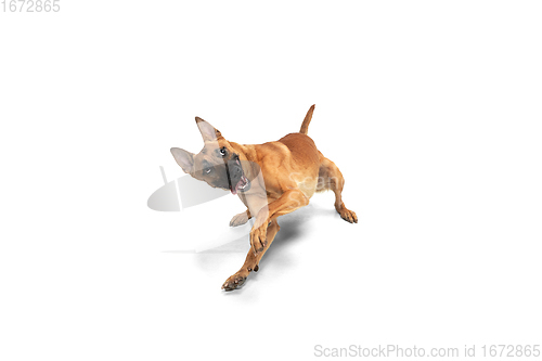 Image of Young Belgian Shepherd Malinois is posing. Cute doggy or pet is playing, running and looking happy isolated on white background.