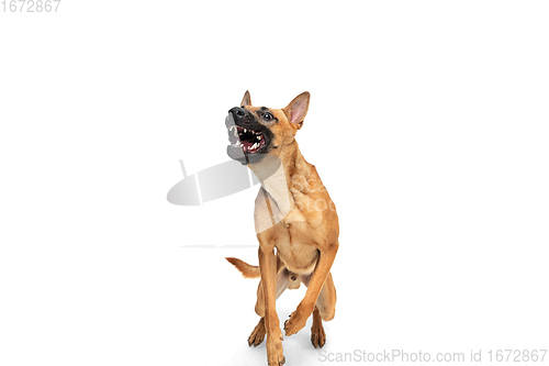 Image of Young Belgian Shepherd Malinois is posing. Cute doggy or pet is playing, running and looking happy isolated on white background.