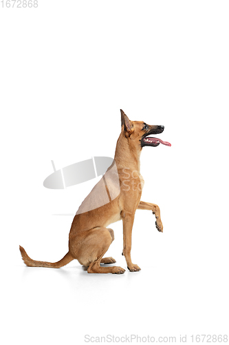 Image of Young Belgian Shepherd Malinois is posing. Cute doggy or pet is playing, running and looking happy isolated on white background.