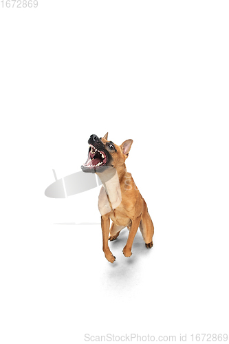 Image of Young Belgian Shepherd Malinois is posing. Cute doggy or pet is playing, running and looking happy isolated on white background.