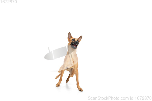 Image of Young Belgian Shepherd Malinois is posing. Cute doggy or pet is playing, running and looking happy isolated on white background.