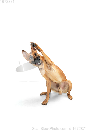 Image of Young Belgian Shepherd Malinois is posing. Cute doggy or pet is playing, running and looking happy isolated on white background.