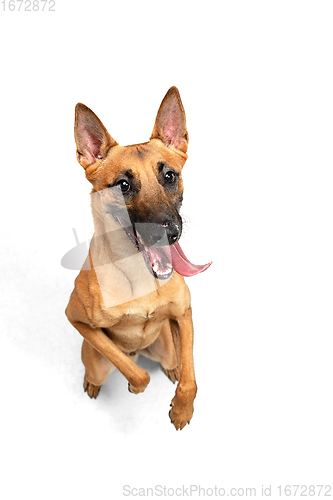 Image of Young Belgian Shepherd Malinois is posing. Cute doggy or pet is playing, running and looking happy isolated on white background.