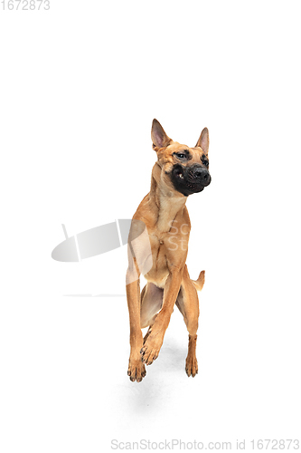 Image of Young Belgian Shepherd Malinois is posing. Cute doggy or pet is playing, running and looking happy isolated on white background.