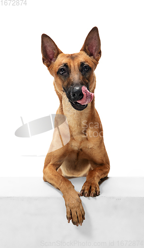 Image of Young Belgian Shepherd Malinois is posing. Cute doggy or pet is playing, running and looking happy isolated on white background.