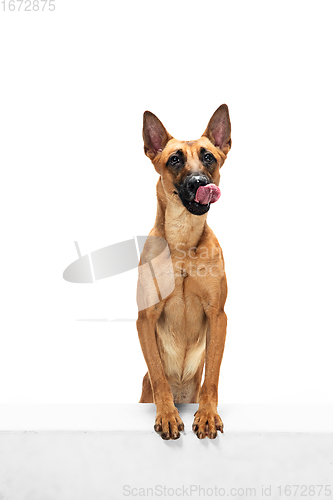 Image of Young Belgian Shepherd Malinois is posing. Cute doggy or pet is playing, running and looking happy isolated on white background.