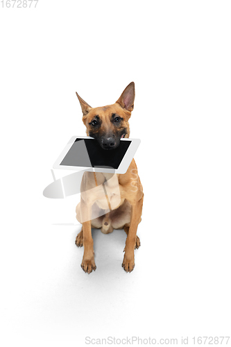 Image of Young Belgian Shepherd Malinois is posing. Cute doggy or pet is playing, running and looking happy isolated on white background.