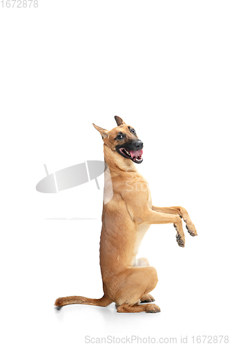 Image of Young Belgian Shepherd Malinois is posing. Cute doggy or pet is playing, running and looking happy isolated on white background.