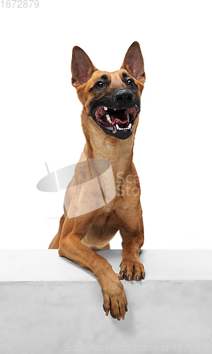 Image of Young Belgian Shepherd Malinois is posing. Cute doggy or pet is playing, running and looking happy isolated on white background.