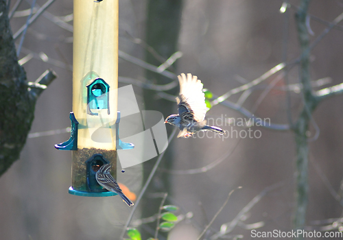 Image of birds feeding and playing at the feeder