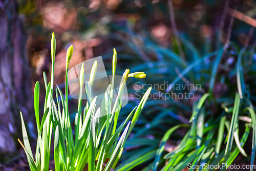 Image of Narcissus blooming in nature near a tree