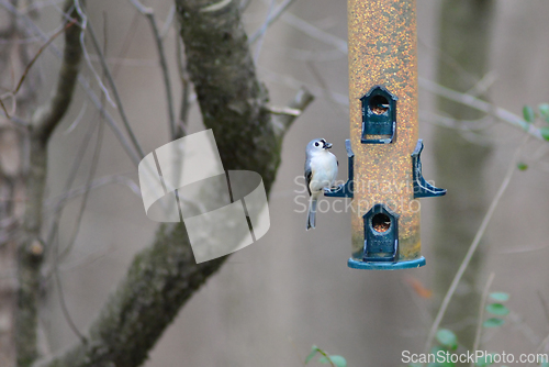 Image of birds feeding and playing at the feeder