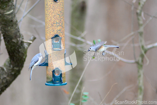 Image of backyard birds around bird feeder