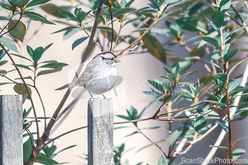 Image of backyard birds around bird feeder