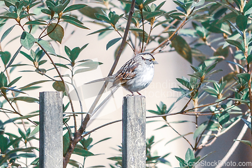 Image of backyard birds around bird feeder