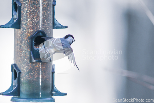 Image of birds feeding and playing at the feeder