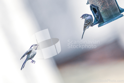 Image of birds feeding and playing at the feeder