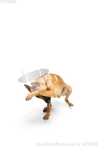 Image of Young Belgian Shepherd Malinois is posing. Cute doggy or pet is playing, running and looking happy isolated on white background.