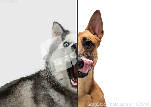 Image of Fun and creative combination of portraits of young dogs with different emotions, various expression on splited multicolored background.
