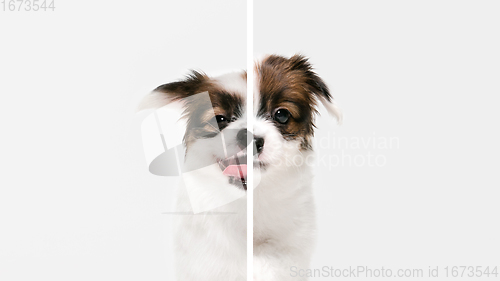 Image of Fun and creative combination of portraits of young dogs with different emotions, various expression on splited multicolored background.