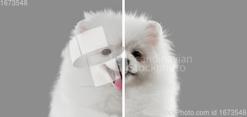 Image of Fun and creative combination of portraits of young dogs with different emotions, various expression on splited multicolored background.