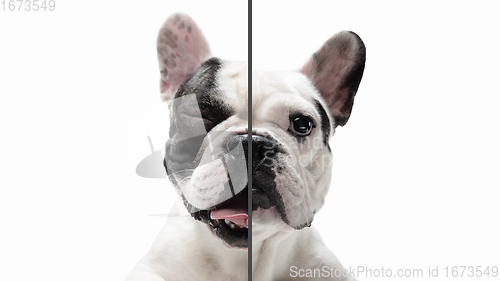 Image of Fun and creative combination of portraits of young dogs with different emotions, various expression on splited multicolored background.